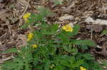 Celadine poppy